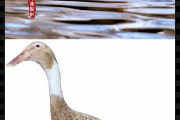 静中思动打一最佳动物 静中思动打一动物答案