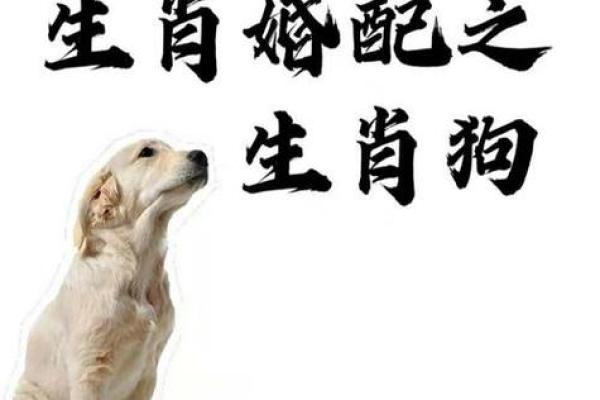 鸡肠狗肚是什么生肖 鸡肠狗肚打一生肖答案