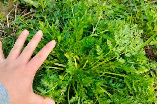 长须奴野菜时挑”打一动物生肖 长须奴野菜时挑打一生肖答案