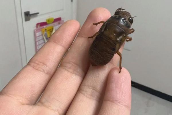 金蝉脱壳是什么生肖？ 金蝉脱壳打一生肖答案