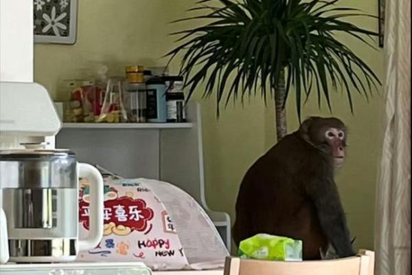 黑咕隆咚”打一个生肖动物 黑咕隆咚谜底生肖解析