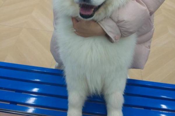 错落有致”打一个生肖动物 错落有致代表什么生肖动物