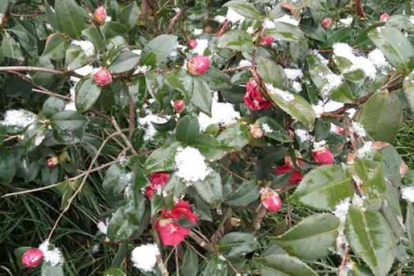 阳春白雪打一个生肖 阳春白雪指什么生肖