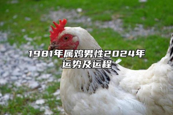 2024年1981年出生的属鸡人事业财运健康感情全面运势分析