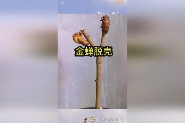 金蝉脱壳打一最佳动物 金蝉脱壳最佳动物谜底