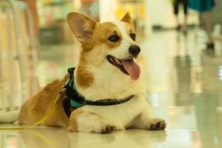 随意一瞥”打一生肖是什么 随意一瞥猜一生肖答案