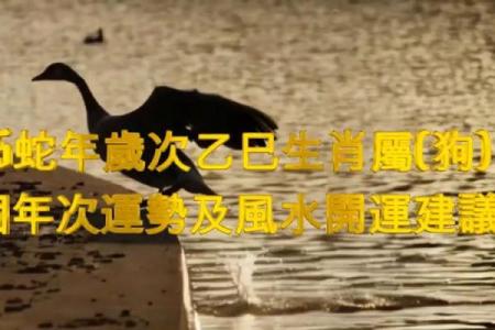 属狗人在2025年乙巳蛇年的运程如何？有哪些需要注意的禁忌和提点