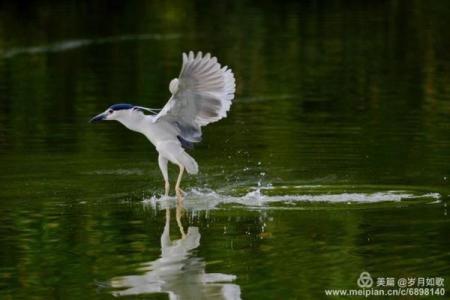 雁过留声”打一生肖是什么 雁过留声指什么生肖