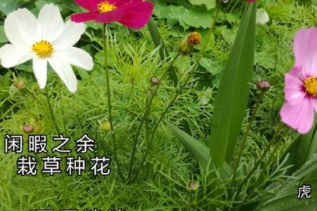 鸟语花香代表什么生肖 鸟语花香打一生肖