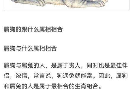 2006年出生属狗人的最佳婚配对象，性格与运势分析