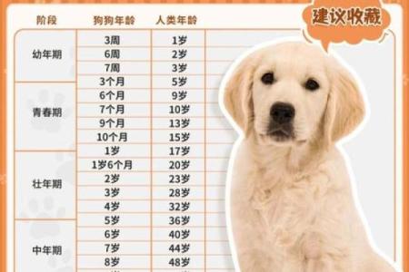 属狗的今年多大年龄了，2024年虚岁和周岁分别是多少