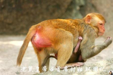 连蹦带跳是什么生肖 连蹦带跳的生肖是哪个