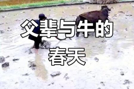 面朝黄土背朝天”是代表哪个生肖 面朝黄土背朝天指什么动物