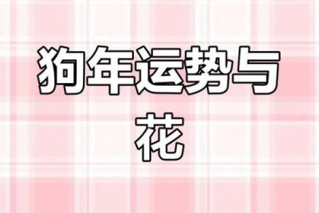 2025年属狗幸运色查询及如何运用到日常生活中