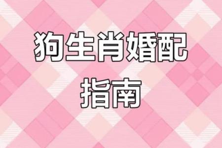 根据生肖配对，属狗者的贵人属相有哪些，婚姻事业如何选择？