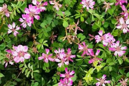 雾里看花是什么生肖？ 雾里看花打一生肖答案