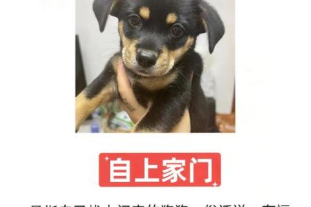 属狗人今日财运如何？有没有什么投资理财的好建议和得把眼睛擦亮了