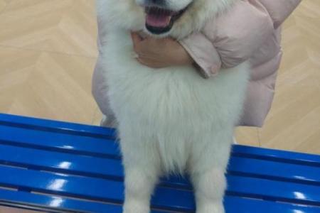 错落有致”打一个生肖动物 错落有致代表什么生肖动物