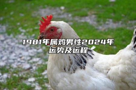 2024年1981年出生的属鸡人事业财运健康感情全面运势分析