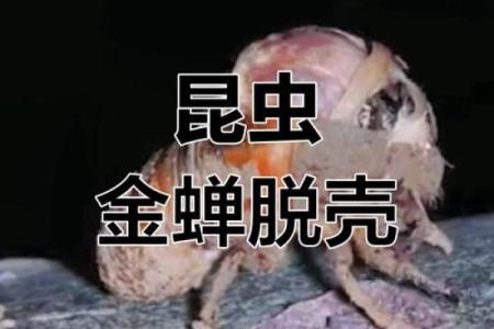 金蝉脱壳打一最佳动物 金蝉脱壳最佳动物谜底