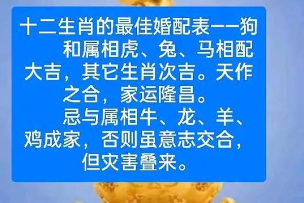 1982年出生的属狗者最佳婚配属相有哪些