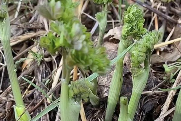 长须奴野菜时挑”打一个生肖动物 长须奴野菜时挑谜底生肖