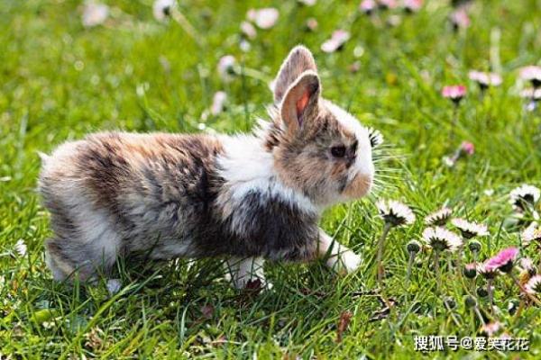 野战到底是什么生肖 野战游戏适合什么属相的人玩