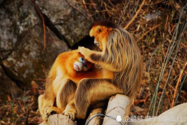 龇牙咧嘴是什么生肖？ 龇牙咧嘴打一生肖答案