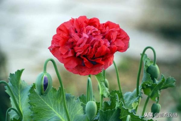 高风亮节打一生肖 高风亮节指什么生肖