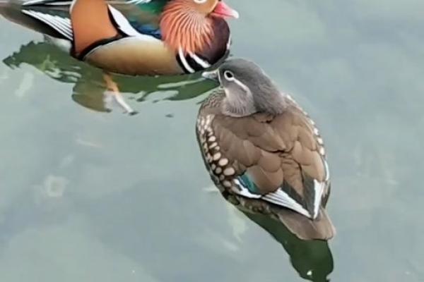 鸳鸯戏水打一生肖 鸳鸯戏水代表什么生肖