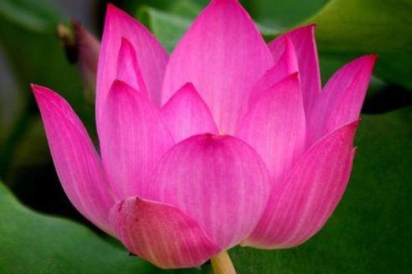 锦上添花生肖正确答案 锦上添花打一生肖最佳答案