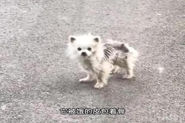 骨瘦如柴指什么生肖 骨瘦如柴打一生肖动物