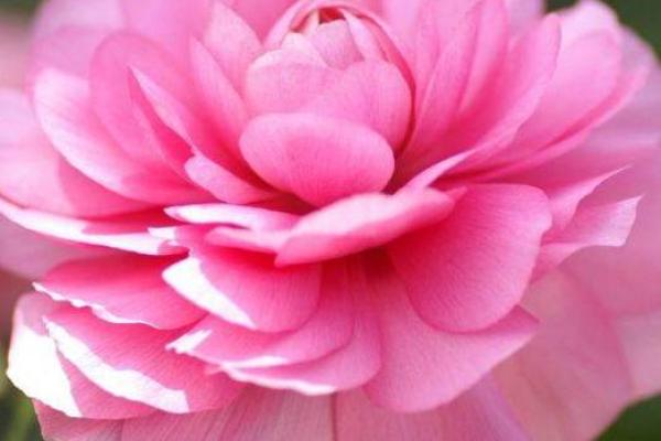 锦上添花是什么生肖 锦上添花打一生肖答案
