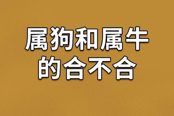 从生肖配对角度分析，狗和牛结合做夫妻是否真的合适？