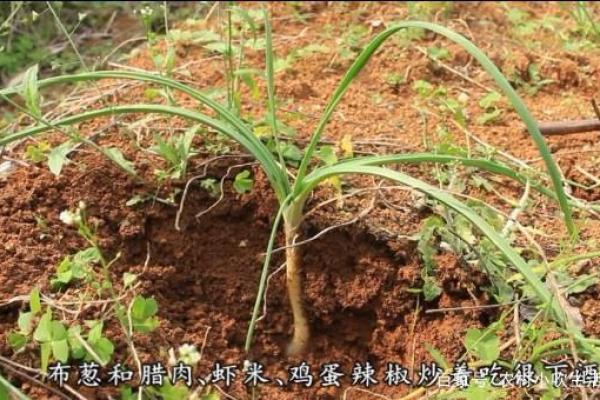 长须奴野菜时挑”打一动物生肖 长须奴野菜时挑谜底生肖解析