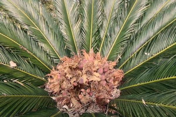 铁树本期开金花是什么生肖 铁树开花打一生肖