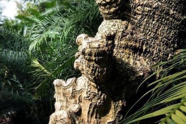 铁树开花打一生肖 铁树开花生肖谜语答案