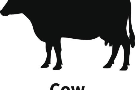 黑牛白角”打一最佳准确生肖 黑牛白角打一生肖答案