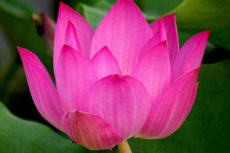 锦上添花生肖正确答案 锦上添花打一生肖最佳答案