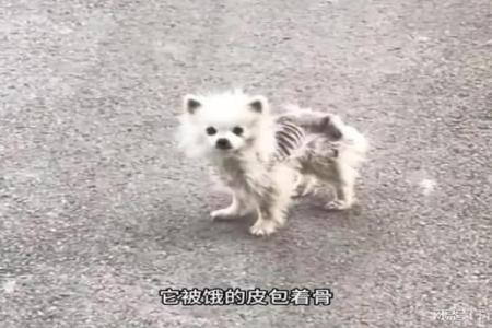 骨瘦如柴指什么生肖 骨瘦如柴打一生肖动物