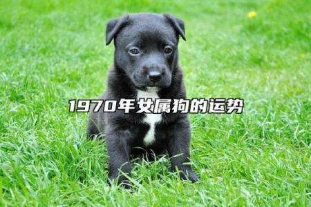 1970年出生属狗人每月财运健康感情运势完整版