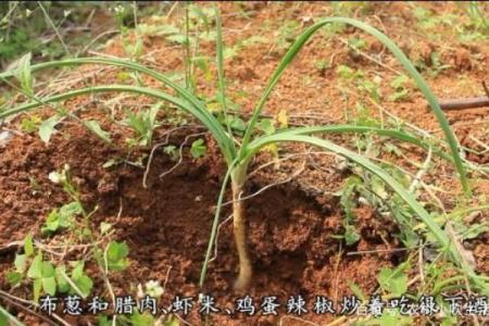 长须奴野菜时挑”打一动物生肖 长须奴野菜时挑谜底生肖解析