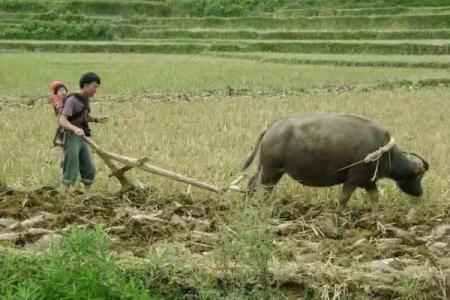 骨瘦如柴”是什么生肖 骨瘦如柴打一生肖答案