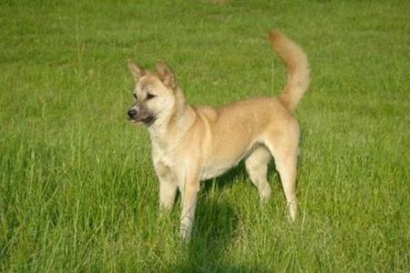 邑犬群吠打一正确生肖 邑犬群吠生肖谜底查询
