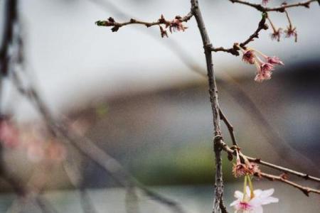 雨打梨花是什么生肖 雨打梨花指什么动物