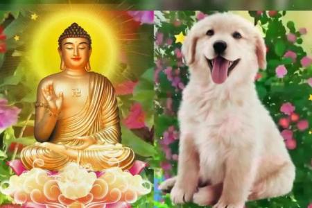94年属狗的人2025年每月运程如何看今年有无重大转折或得把眼睛擦亮了