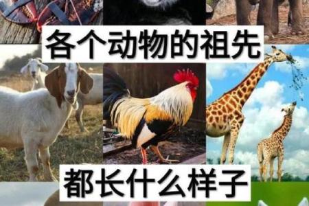 邑犬群吠打一动物 邑犬群吠的谜底是什么动物