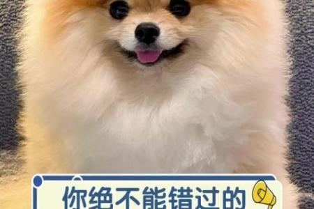 逗留不进”是什么生肖动物 逗留不进指什么生肖动物