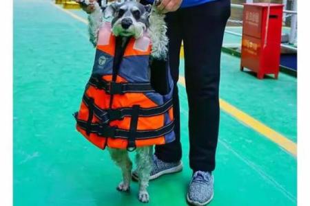 铜墙铁壁是什么生肖 铜墙铁壁指哪个生肖