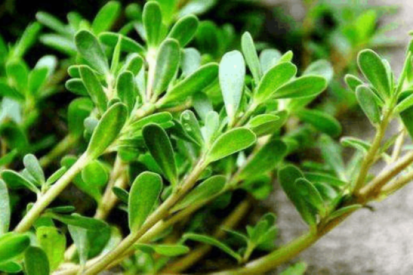 长须奴野菜时挑”是代表哪个生肖 长须奴野菜时挑生肖含义解析